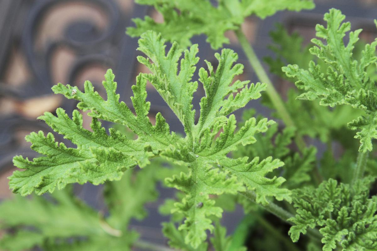 How to Achieve a Pest-Free Garden with Citronella Plant: Tips and Techniques