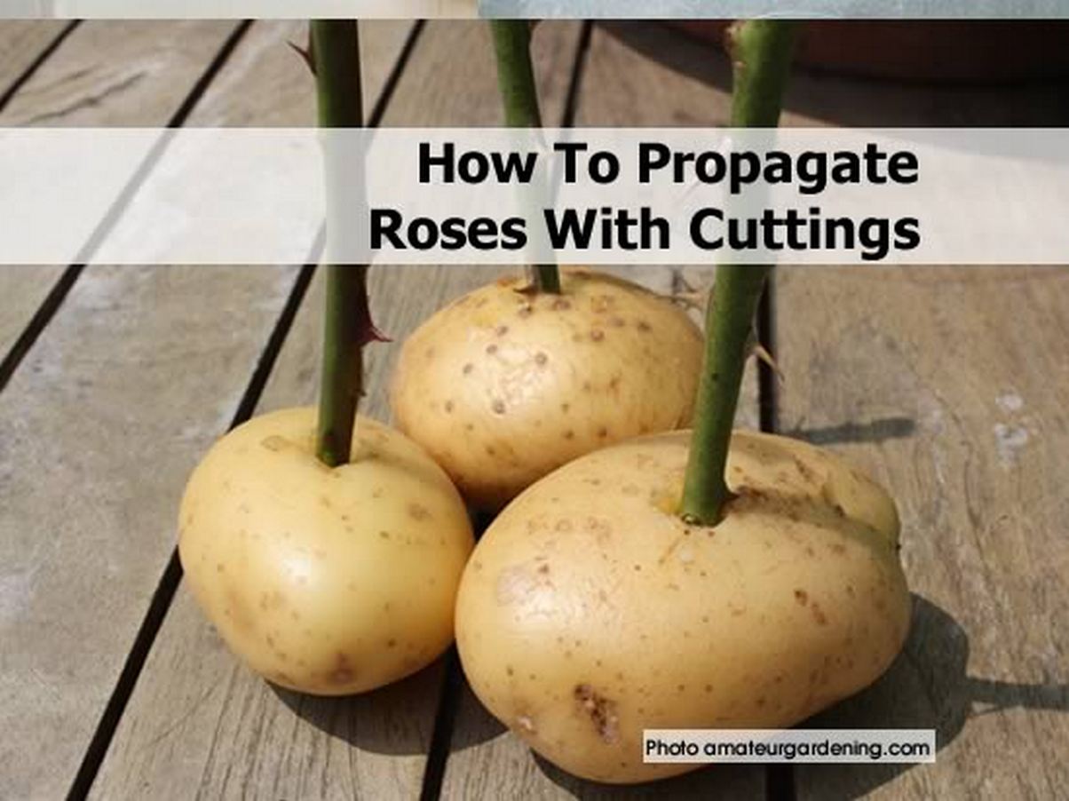 Transform Your Roses with Proven Cuttings Propagation Techniques