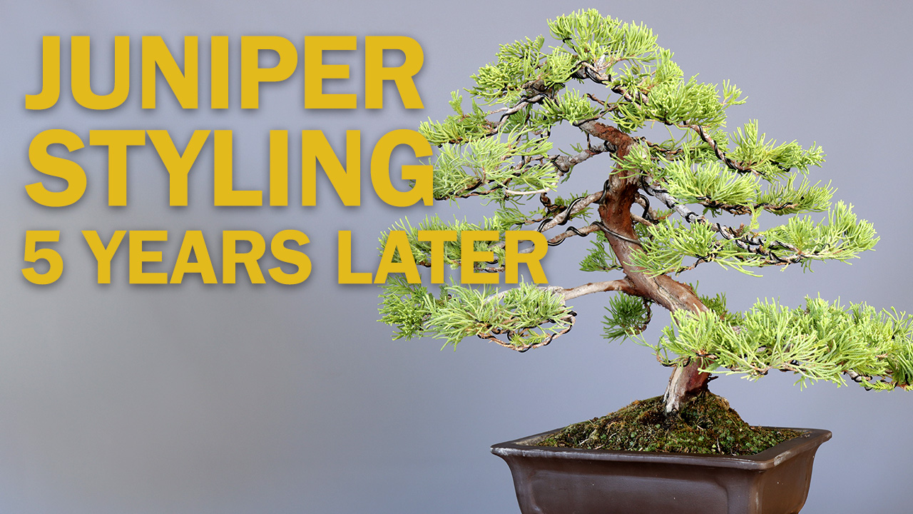 Training Your Juniper Bonsai: Tips For Wiring And Pruning