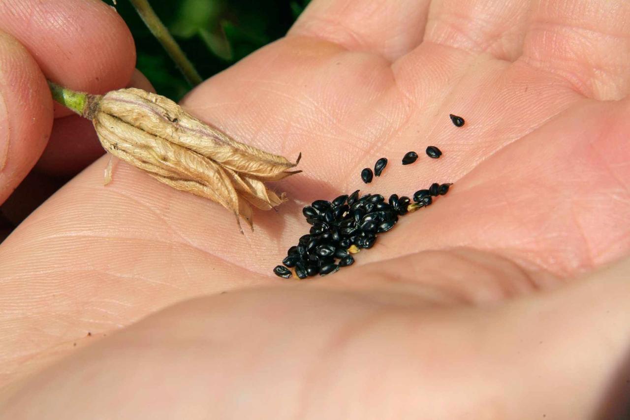 How to Collect and Store Spiky Seeds for Future Growth