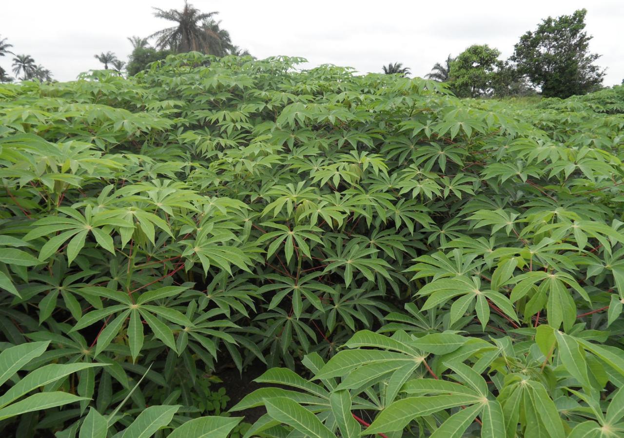 How to Grow Cassava Leaf Successfully: Expert Tips for a Thriving and Nutritious Crop