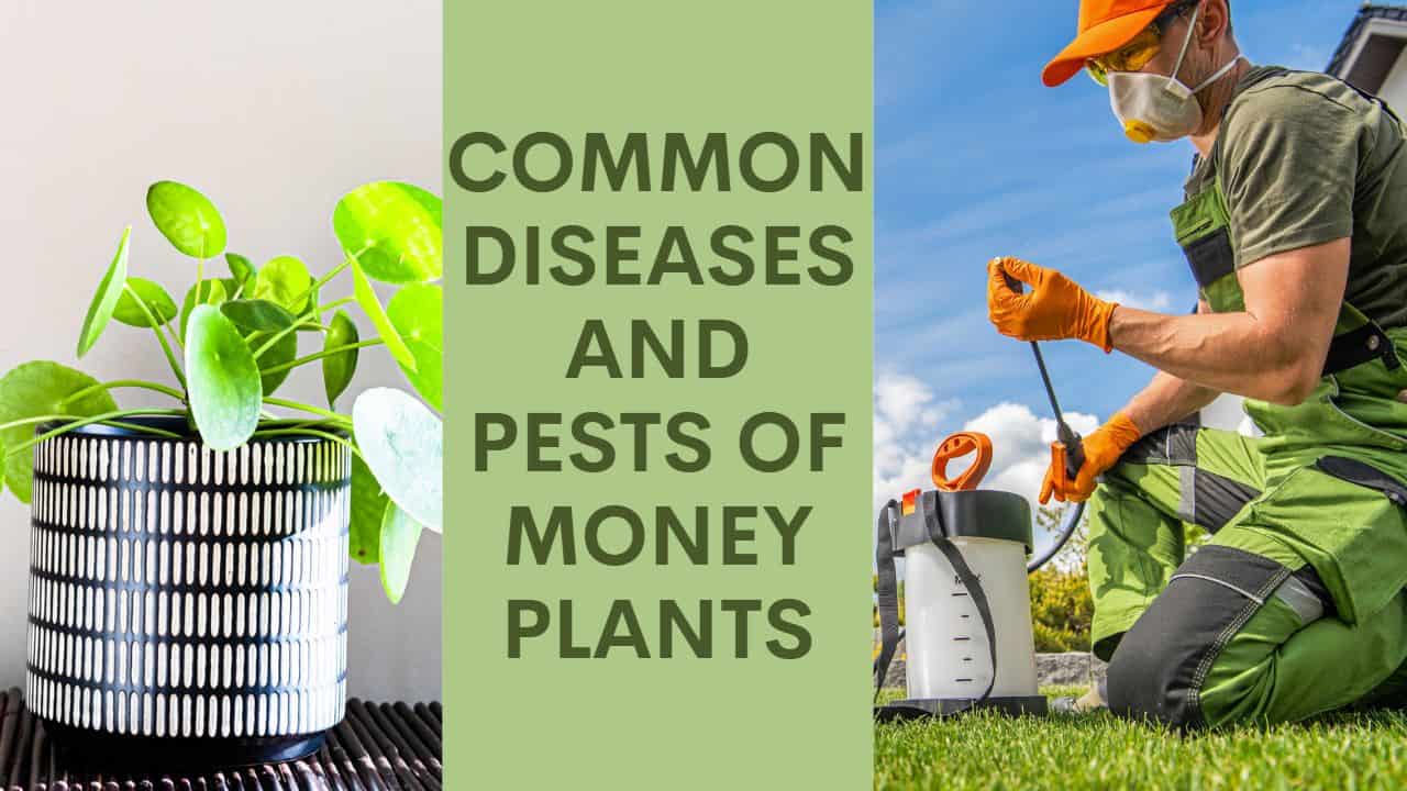 How To Prevent Pests From Damaging Your Money Plant