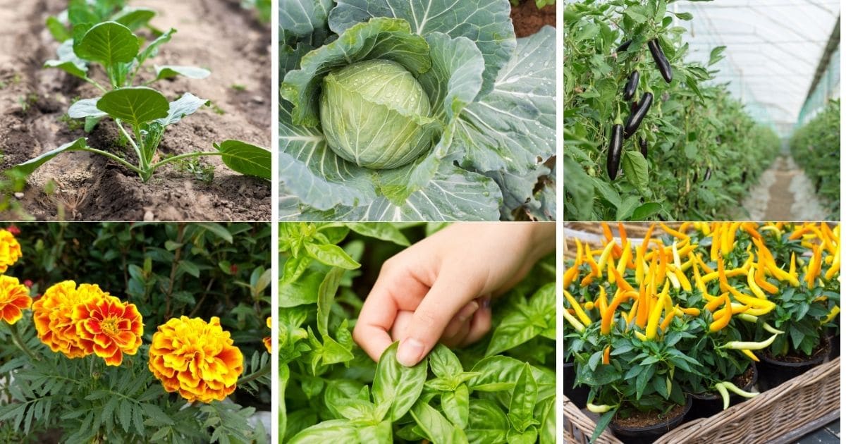 Top 5 Plants You Should Never Grow in Raised Beds