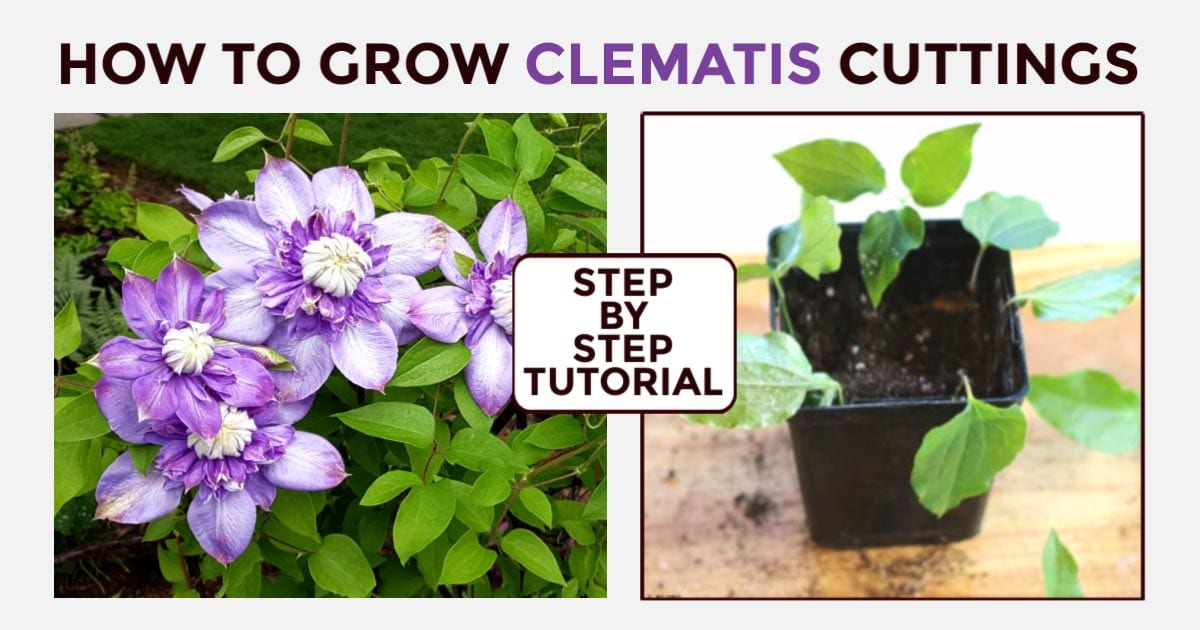 The Best Practices for Growing Clematis Plants from Cuttings