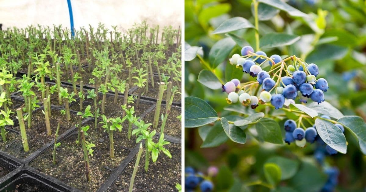 The Ultimate Strategy for Propagating Blueberry Bushes in Your Garden