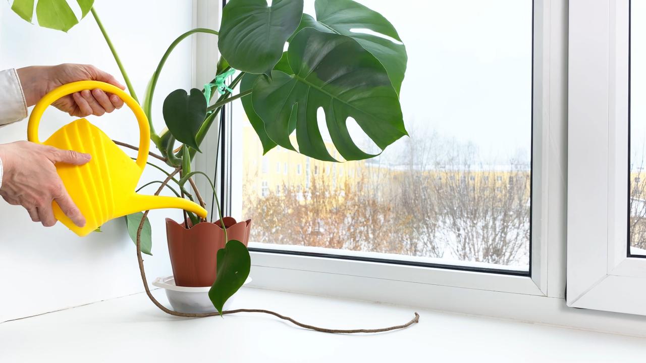 How to Care for Common Houseplants During the Winter