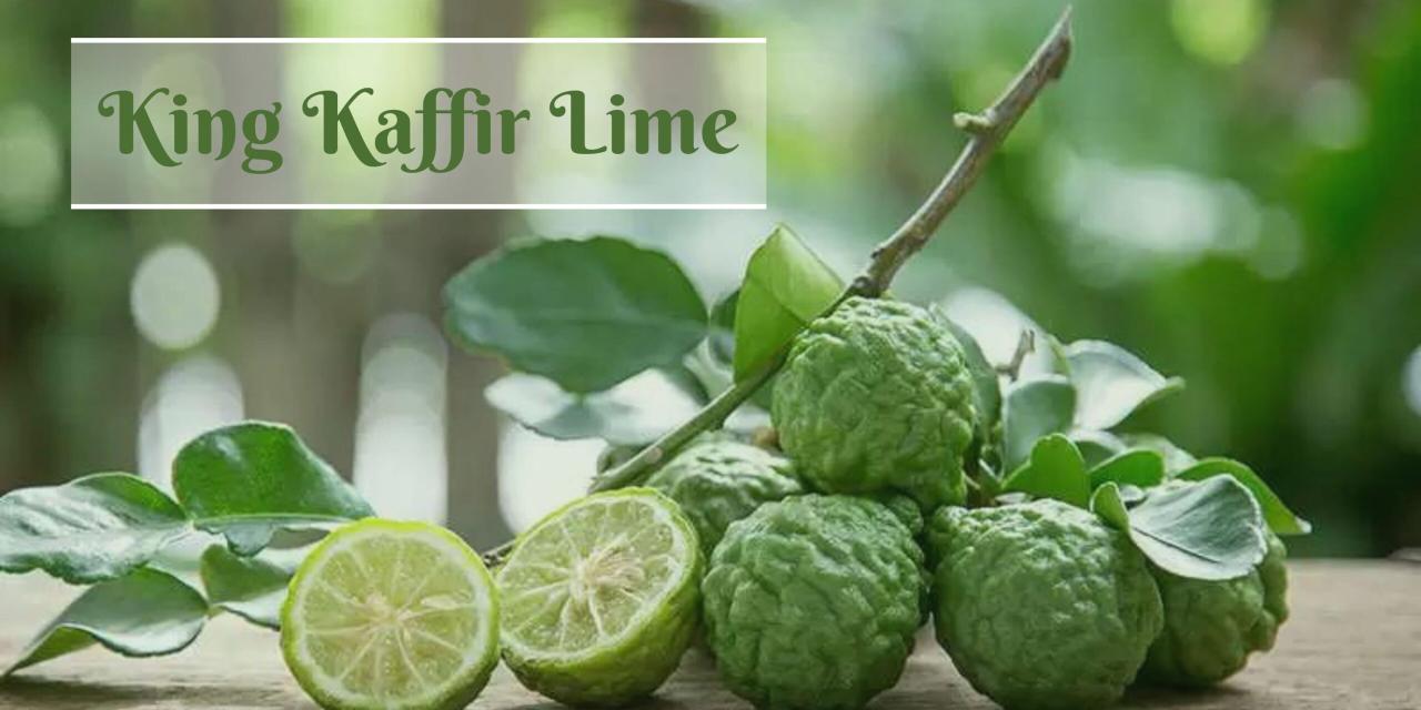 Kaffir Lime Leaf: A Culinary Treasure with Health Benefits