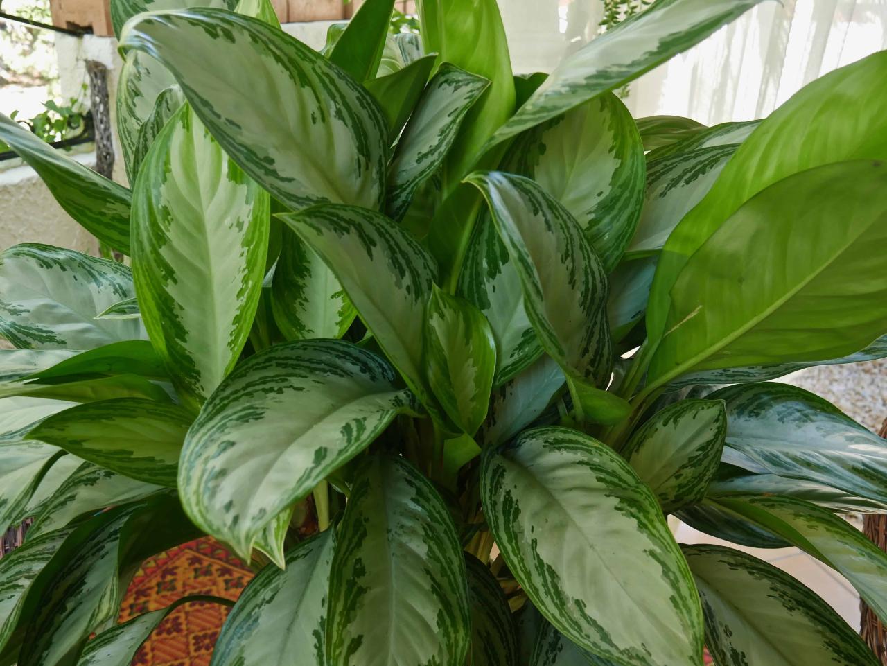 Easiest Houseplants for Beginners That Tolerate Neglect