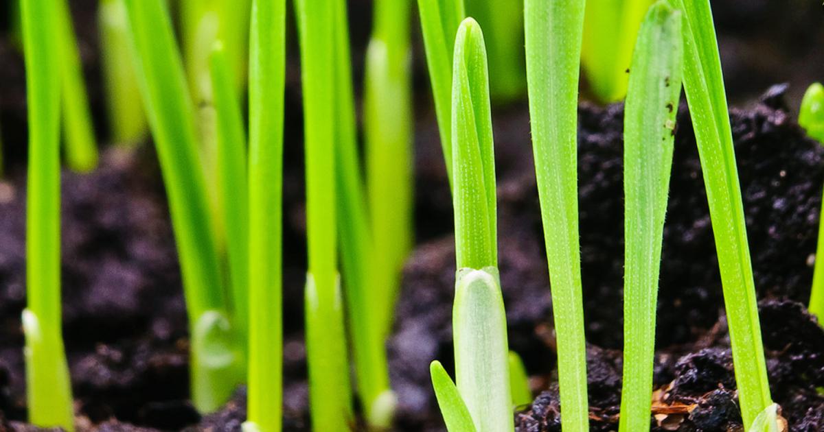 When to Sow Grass Seed in the UK for Optimal Lawn Health