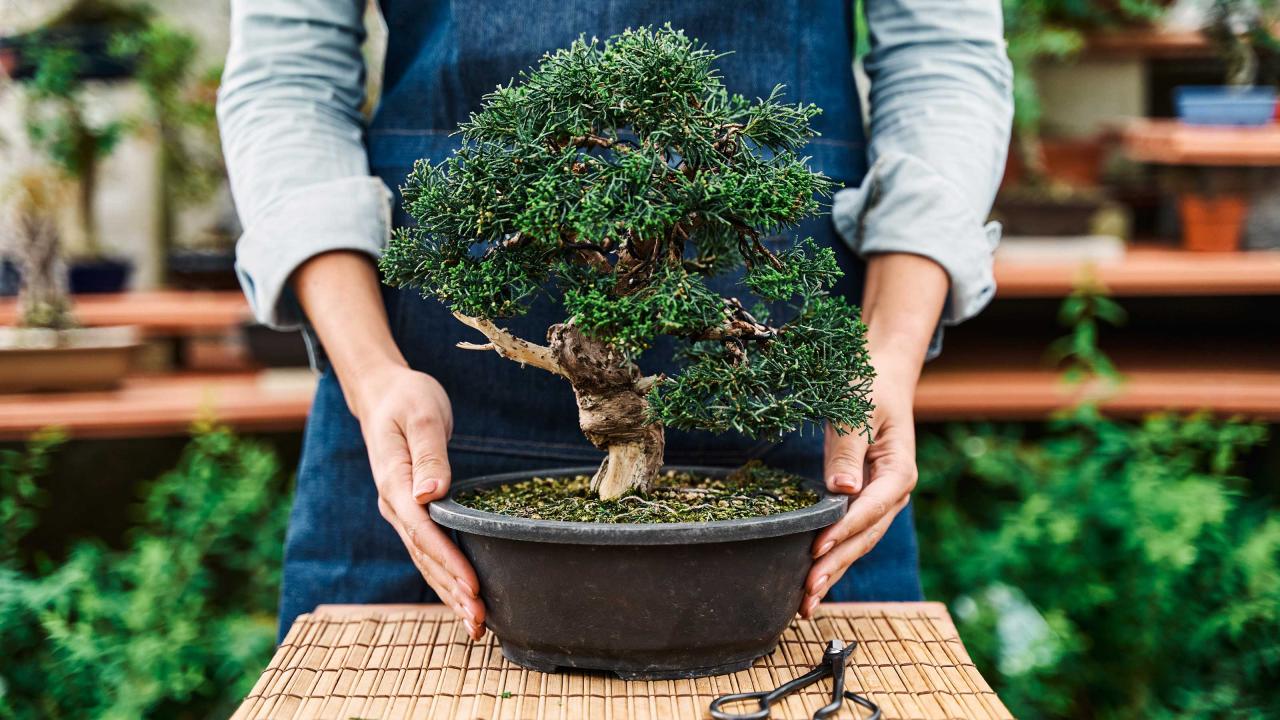 Bonsai Tree Care Tips: What Every Beginner Should Know