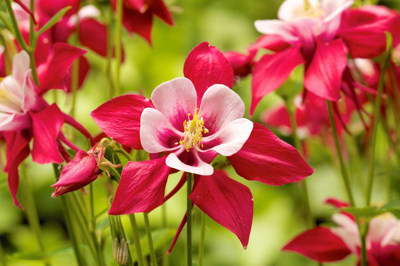 How to Keep Your Columbine Plants Looking Fabulous