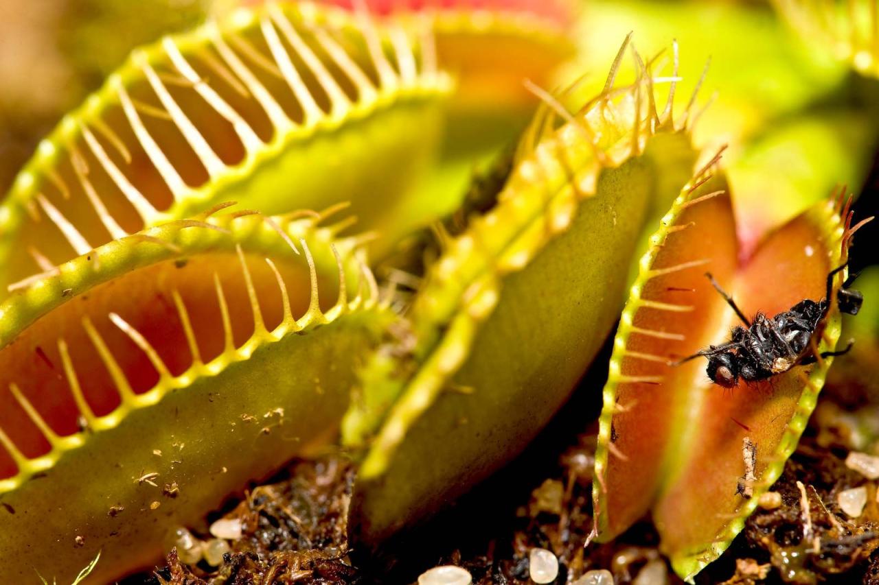 Master the Art of Venus Fly Trap Propagation With These Expert Tips!