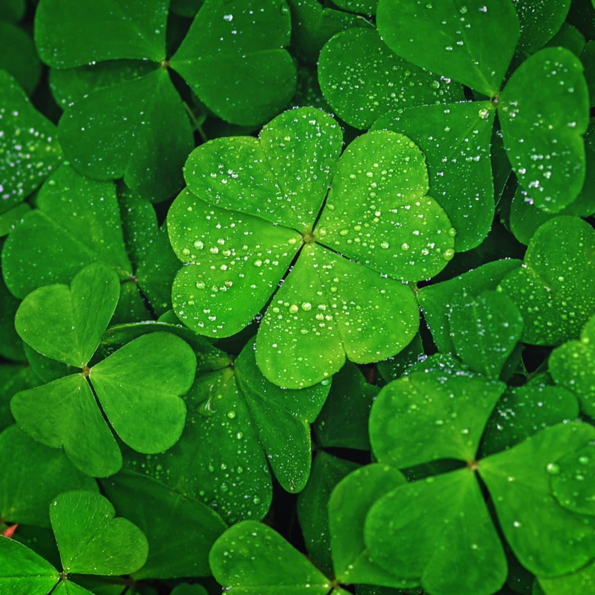 How to Cultivate Four Leaf Clovers and Enjoy Their Benefits