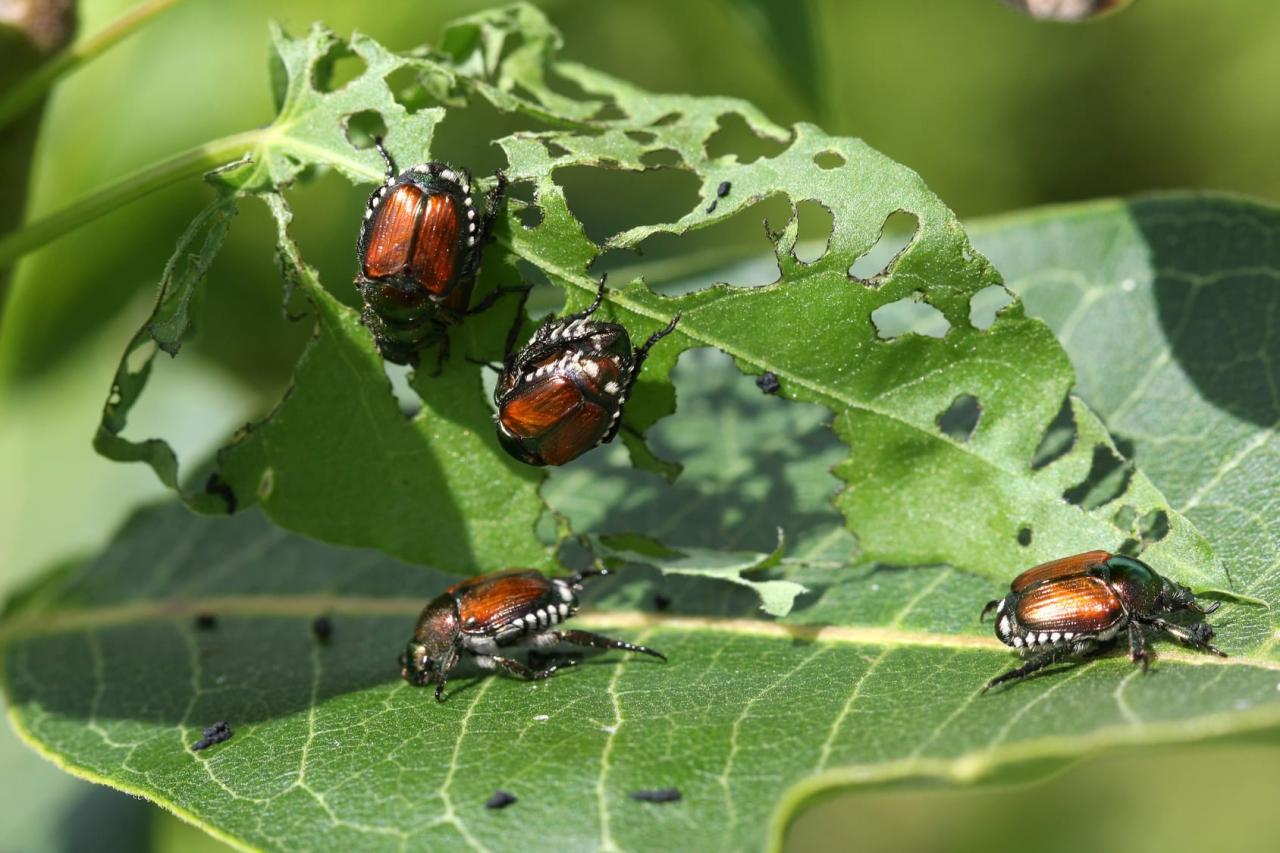 How To Prevent Pests From Damaging Your Money Plant