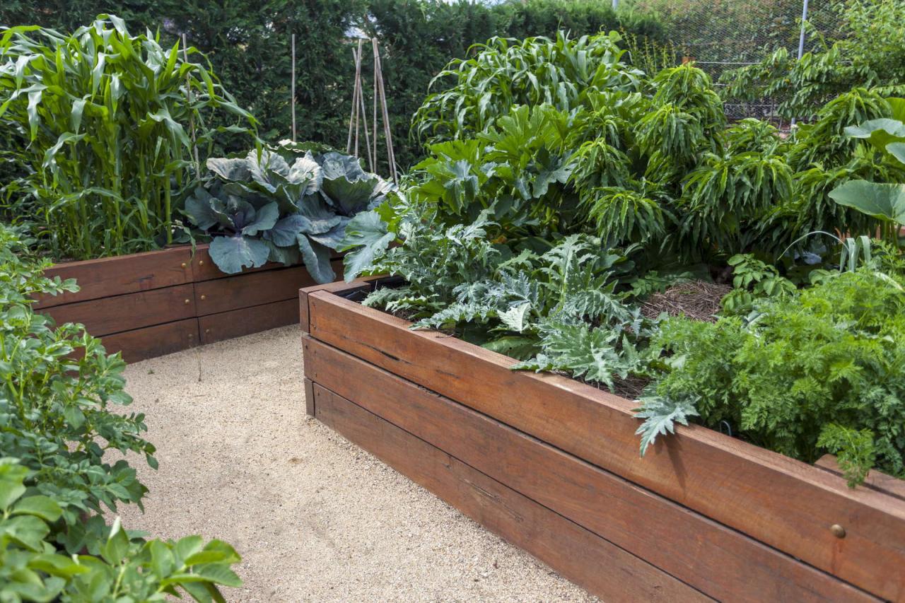 Top 5 Plants You Should Never Grow in Raised Beds