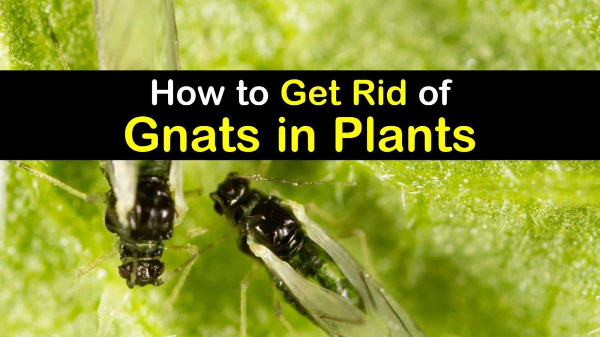 Why Gnats Infest Plants and How to Get Rid of Them