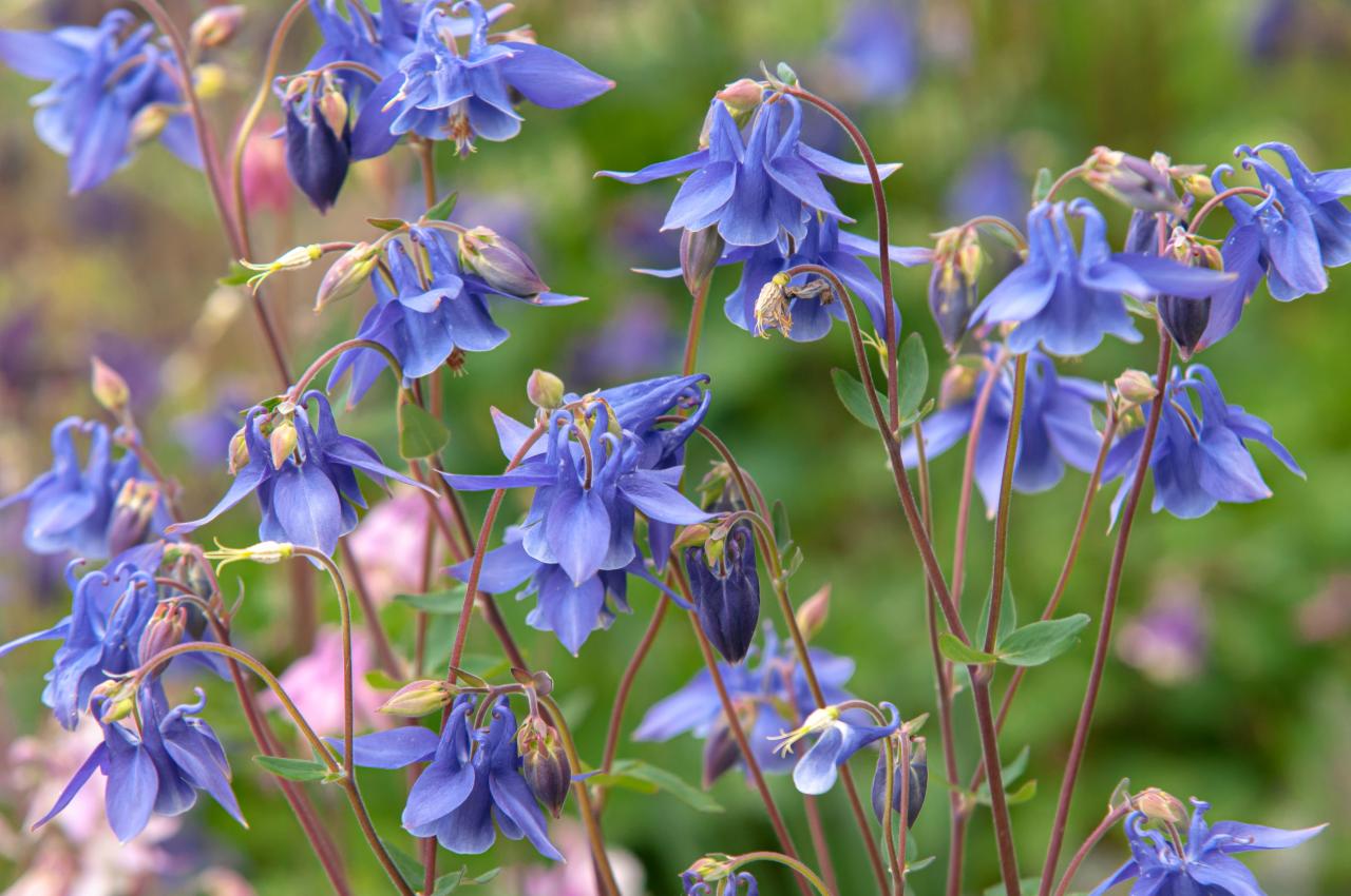 Columbine columbines surprisingly perennials delicate