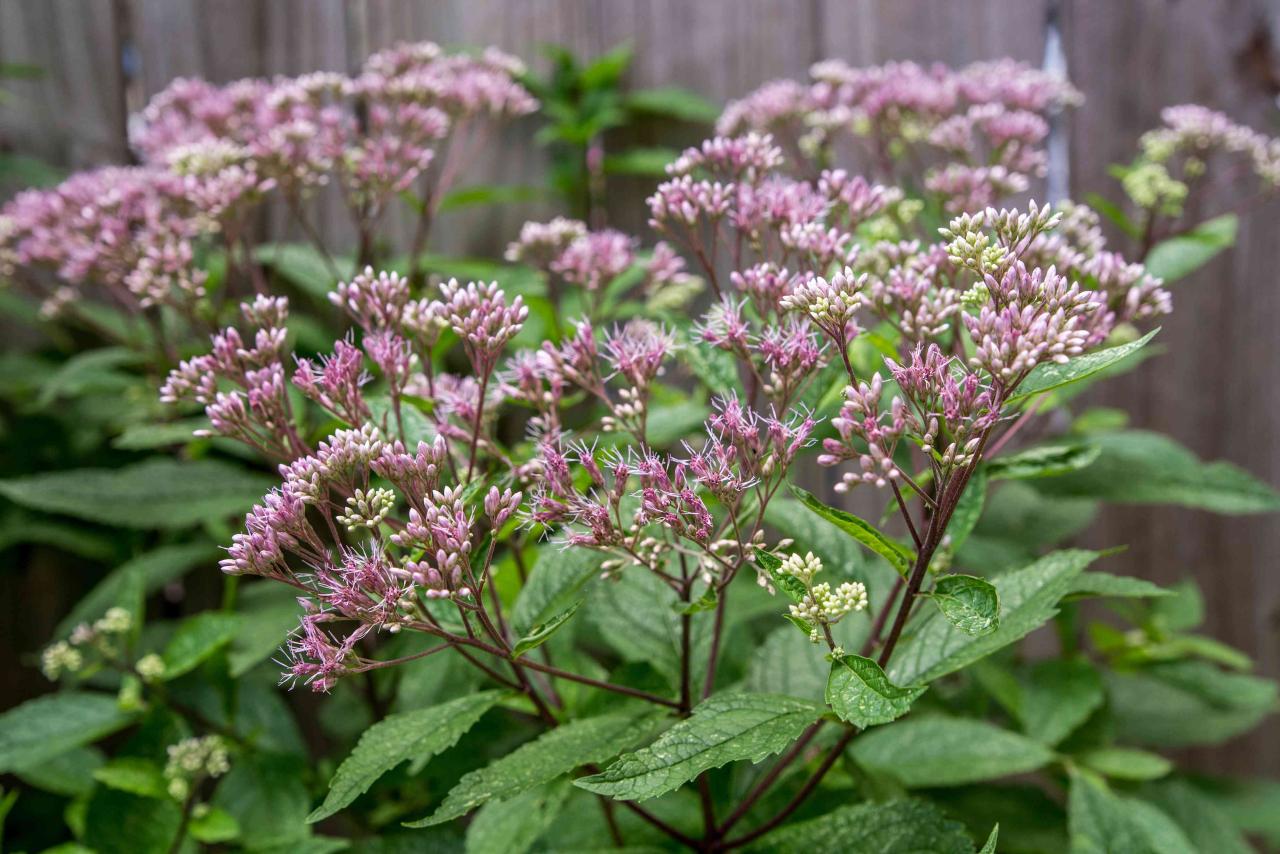 Grow Joe Pye Weed: A Step-by-Step Guide