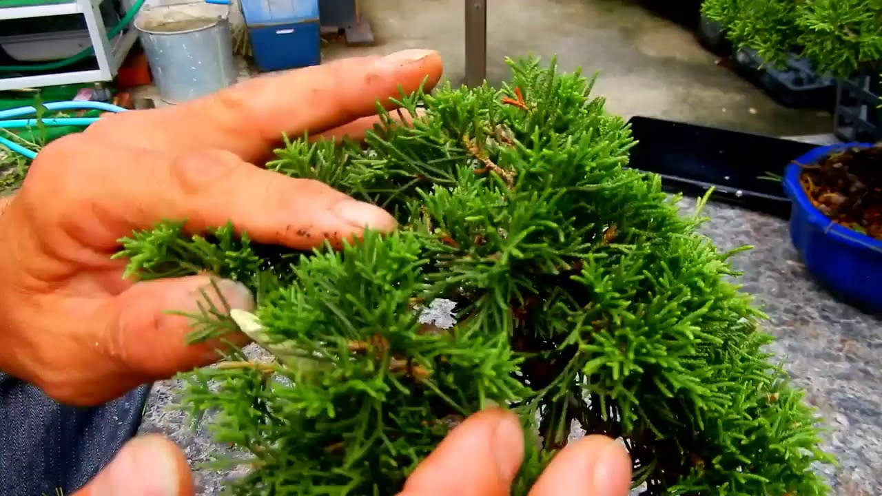 Training Your Juniper Bonsai: Tips For Wiring And Pruning