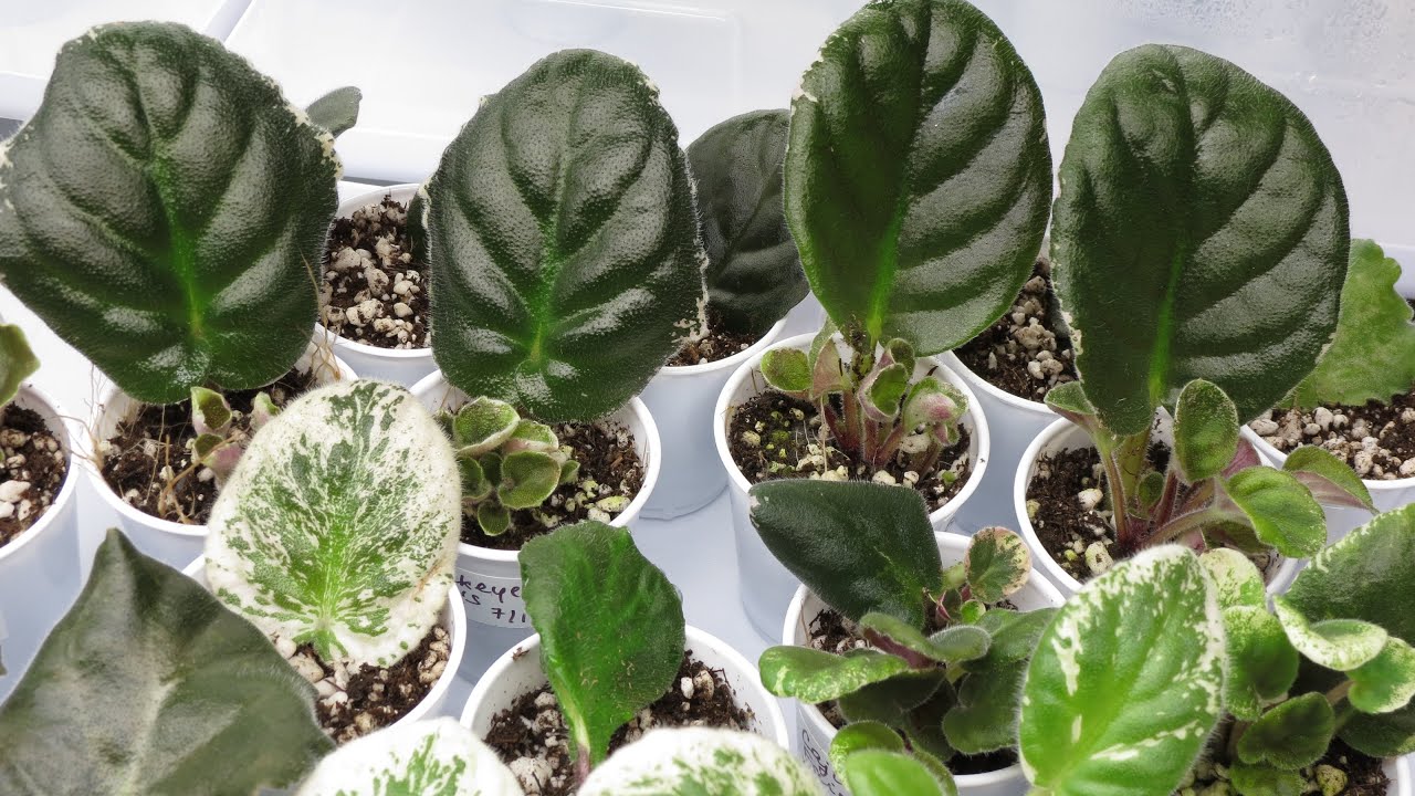 African Violet Propagation: Tips for Beginners and Experts