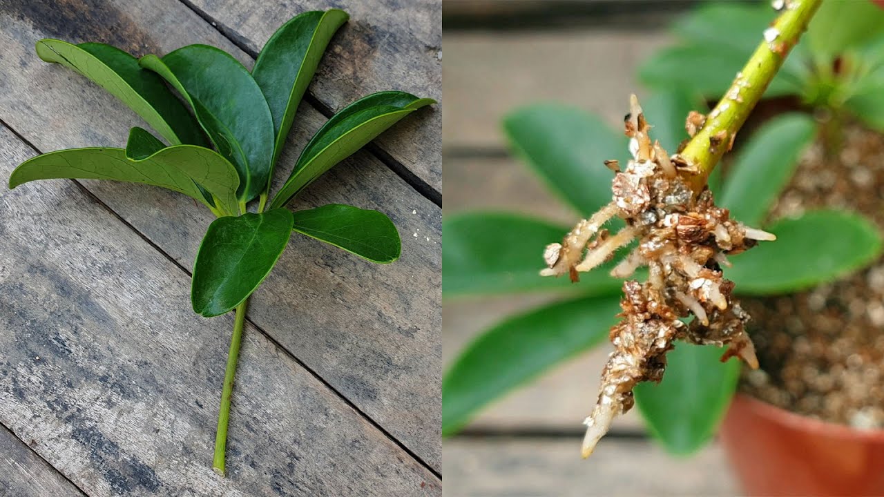 The Ultimate Tips for Growing More Schefflera Plants from Cuttings