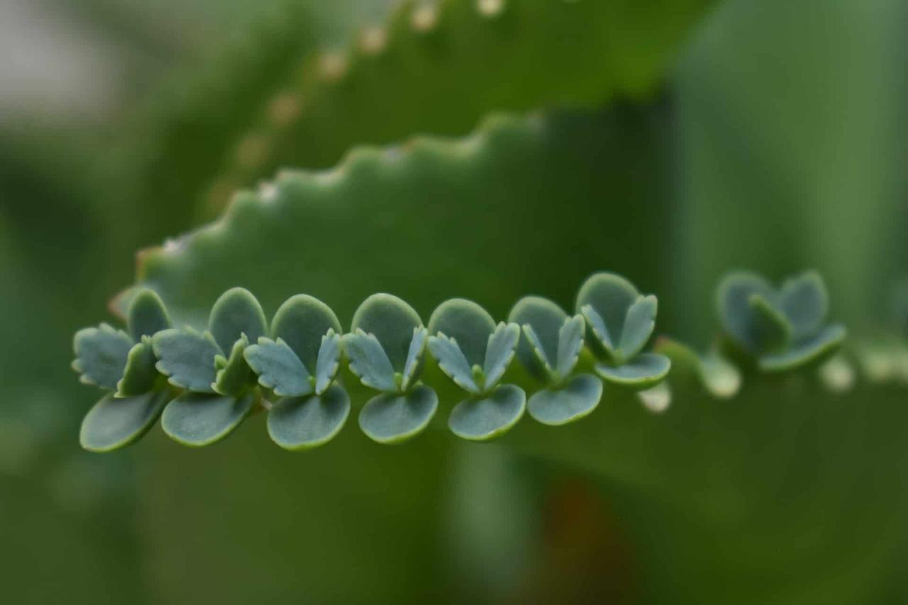 The Secret to Propagating Mother of Thousands Revealed!