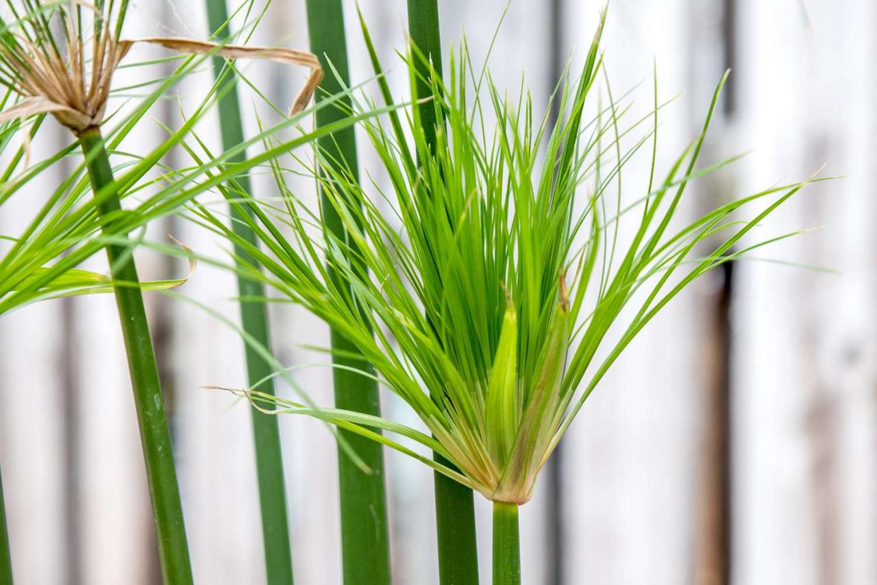 How to Grow and Use Papyrus Plant: Tips for an Exotic and Stunning Garden