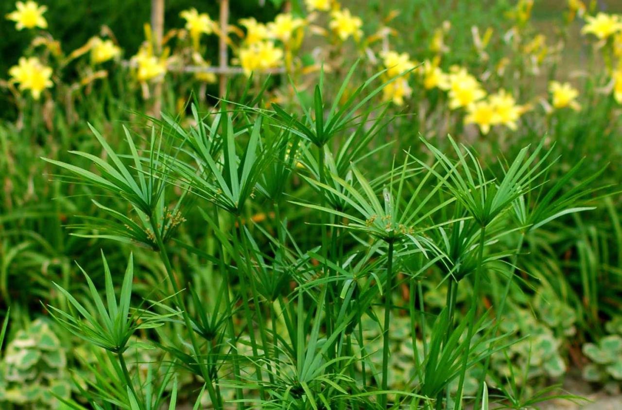 How to Grow and Use Papyrus Plant: Tips for an Exotic and Stunning Garden