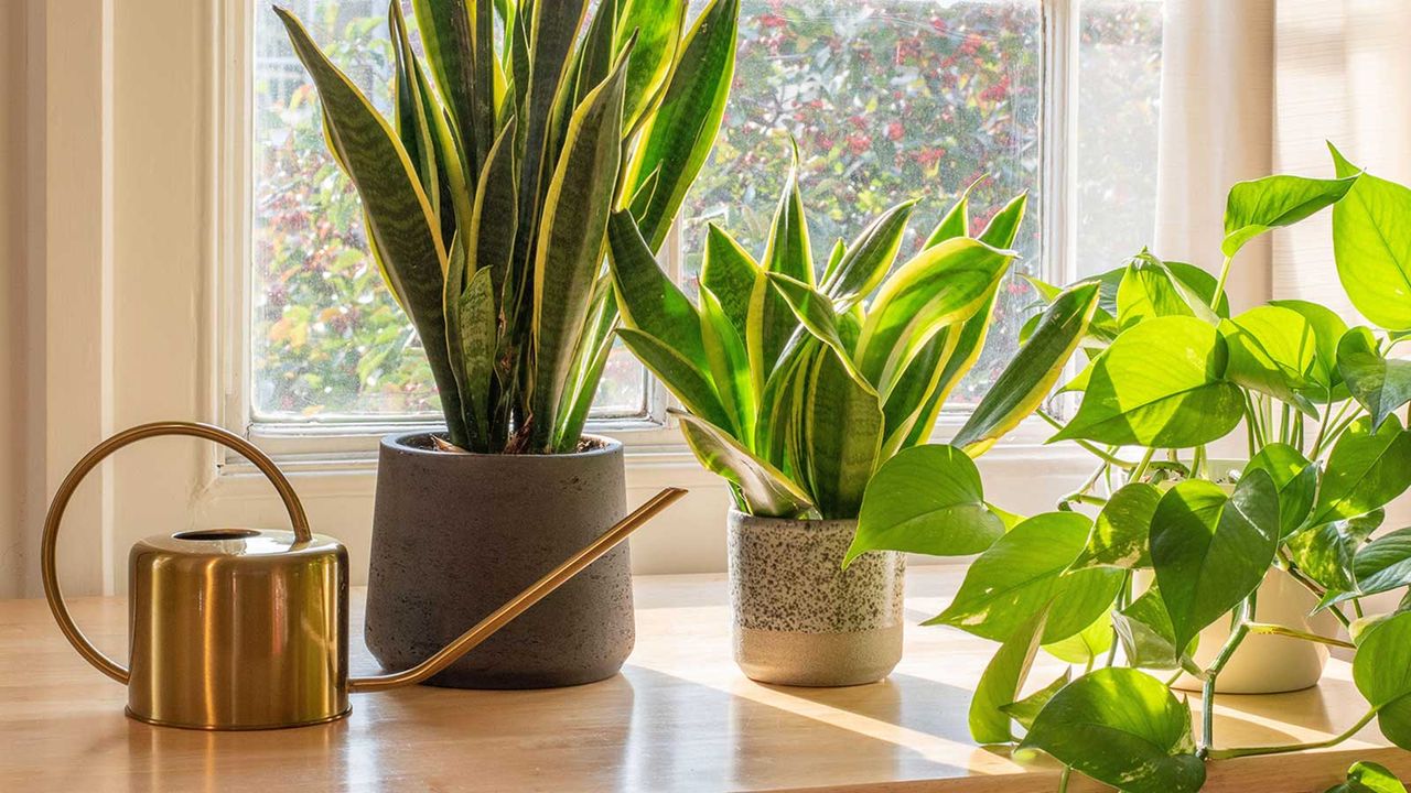 How Often Should You Water a Snake Plant in Winter?