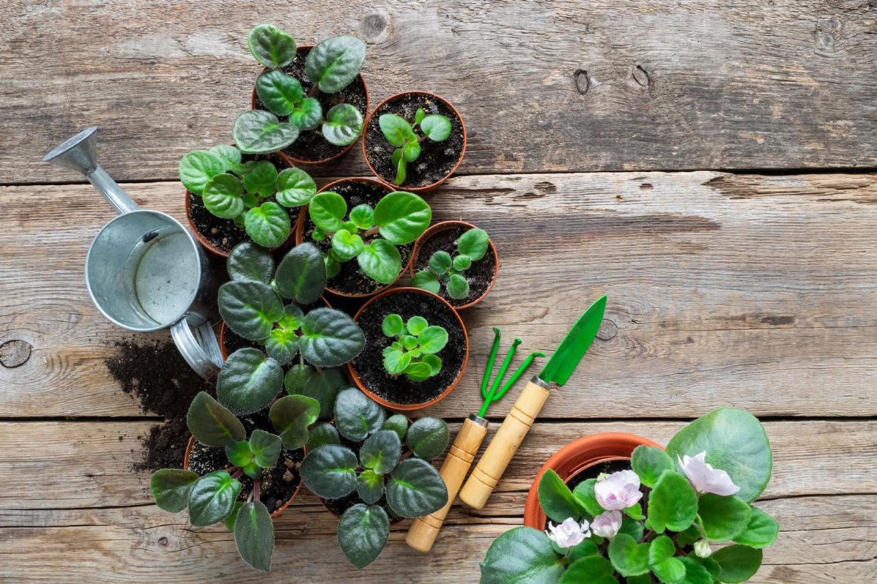 African Violet Propagation: Tips for Beginners and Experts