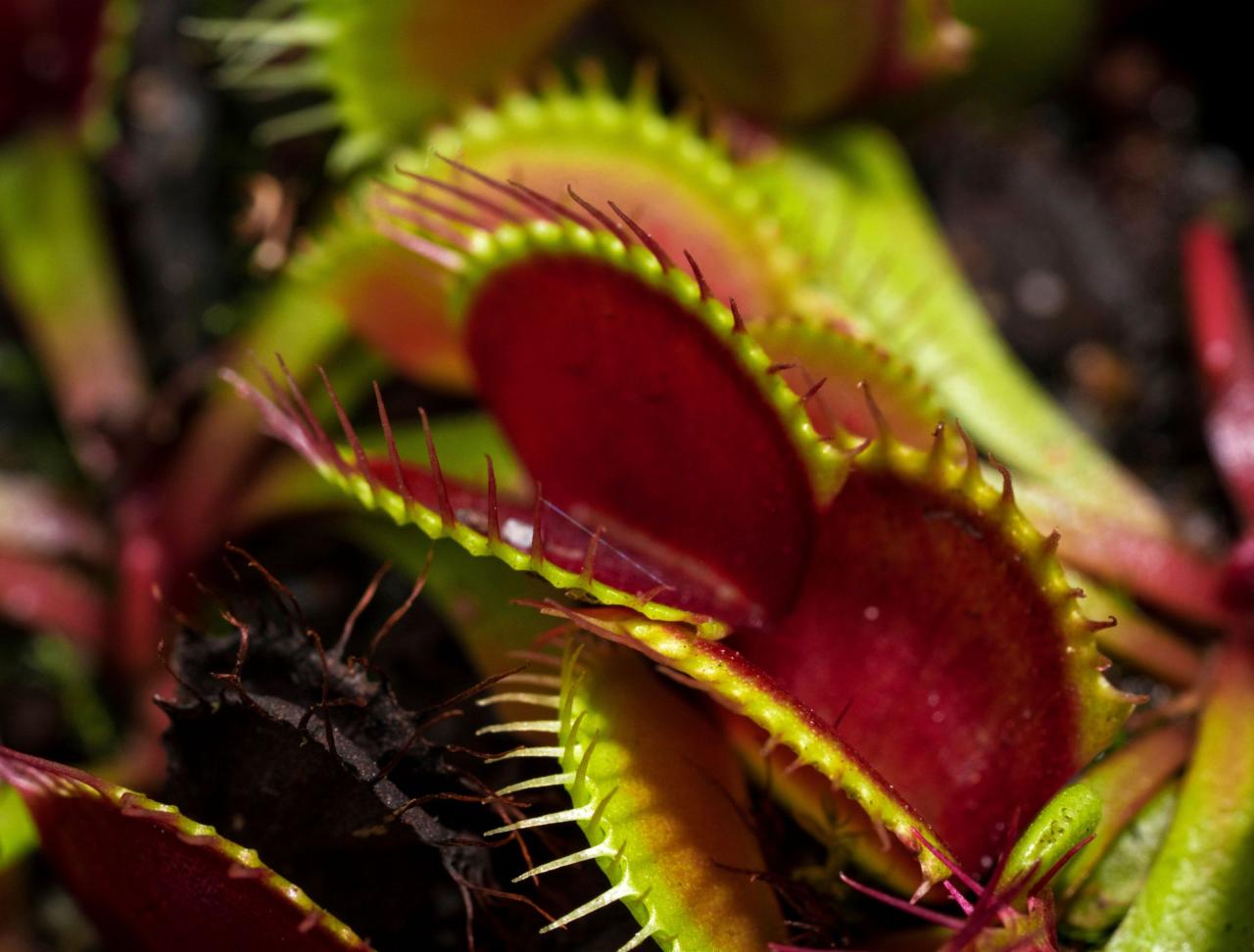 The Best Creepy Crawling Plants for a Halloween Atmosphere