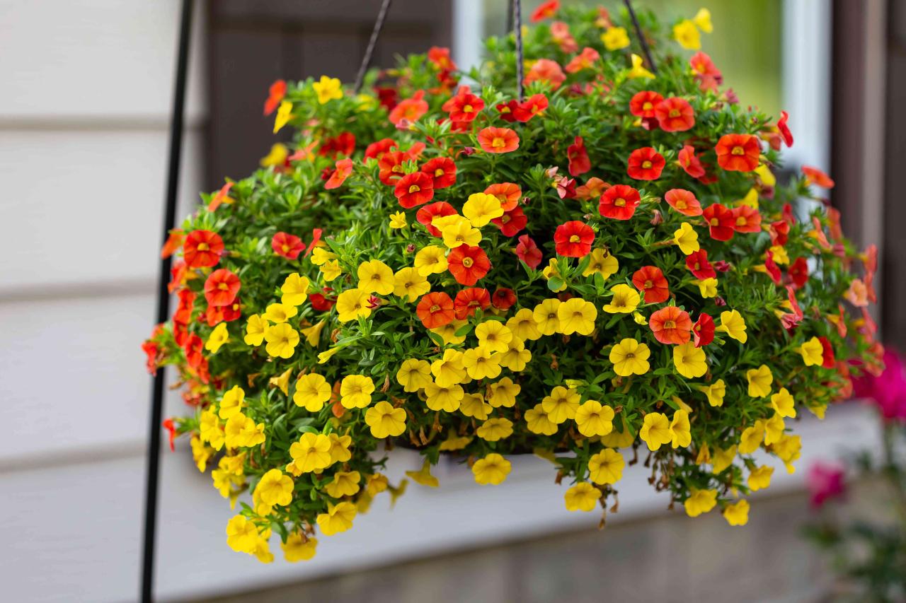 Hanging Plants That Add Color to Your Home